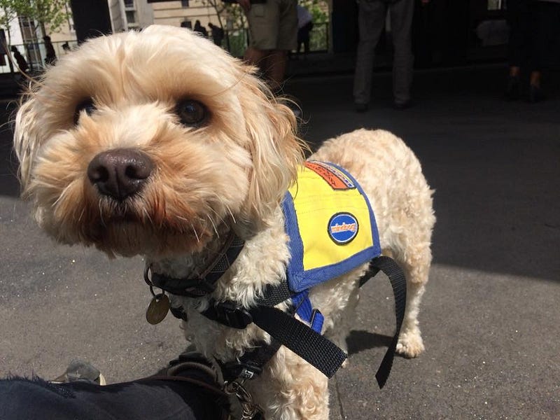 Picture of a small assistance dog called Ginny.